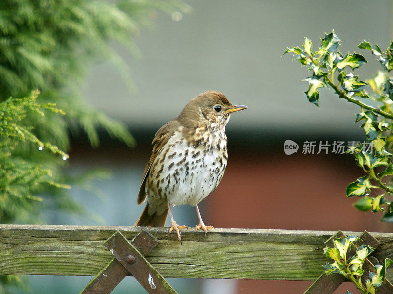 歌鸫(Turdus philomelos)